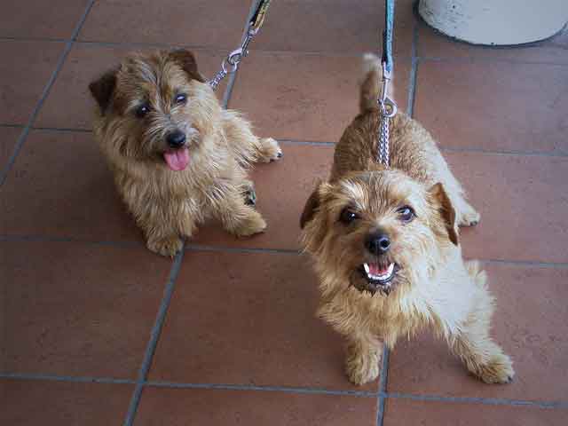 10 Things You Didn T Know About The Norfolk Terrier