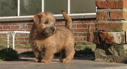 10 Things You Didn T Know About The Norfolk Terrier