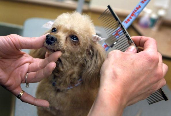 47 Dogs in 14 States Die After PetSmart Grooming