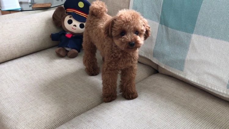 Fully grown hot sale teacup poodle