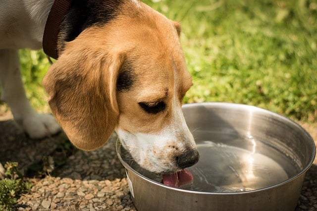 What Exactly is Lurking in Your Dog’s Water Bowl?