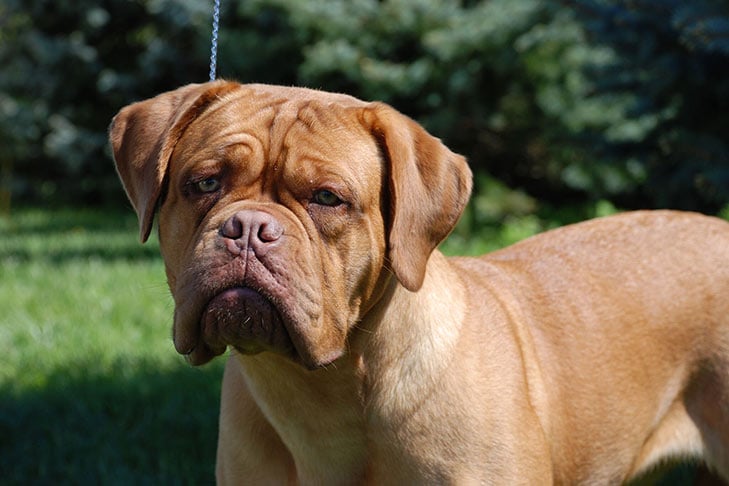 dogue de bordeaux for adoption