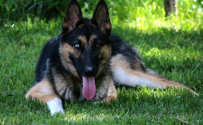 10 Things You Didn't Know About the Gerberian Shepsky