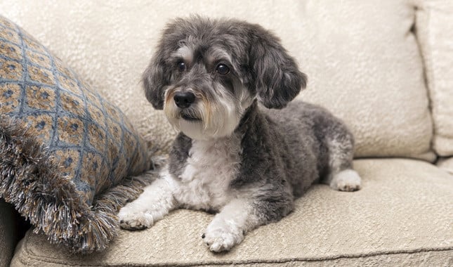 10 Things You Didn’t Know About the Schnoodle