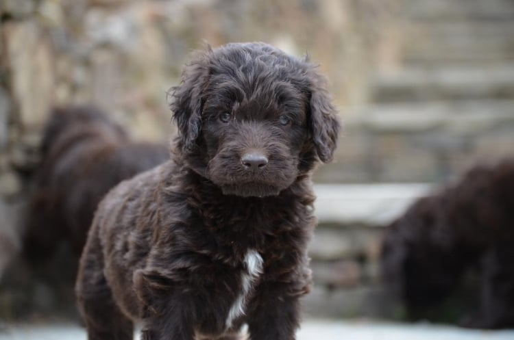 Dogs Have Muscles in Their Eyes to Give You That Sweet “Puppy Love” Look