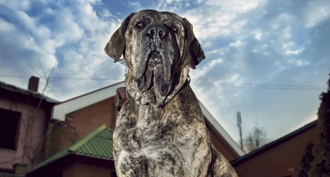 10 Things You Didn’t Know about the Fila Brasileiro