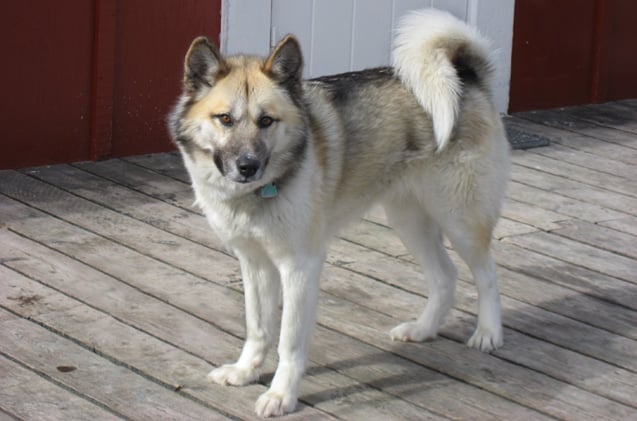 10 Things You Didn’t Know About the Greenland Dog