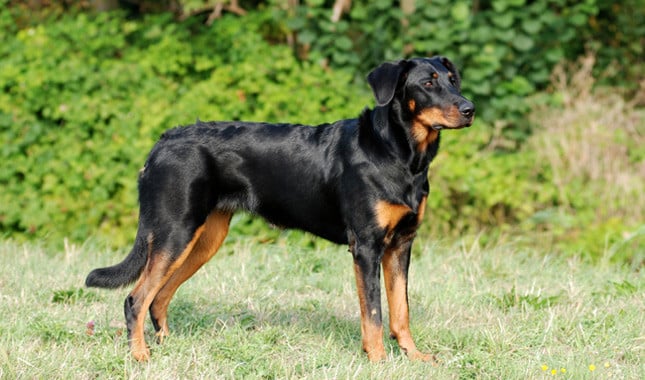 10 Things You Didn’t Know about the Beauceron