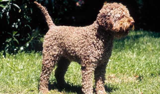 10 Things You Didn’t Know about The Lagotto Romagnolo