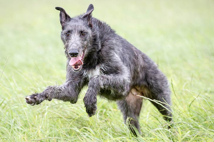 10 Things You Didn’t Know about the Scottish Deerhound