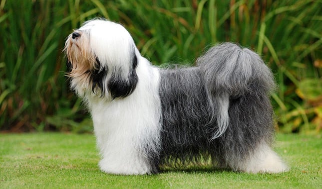 10 Things You Didn’t Know about the Tibetan Terrier