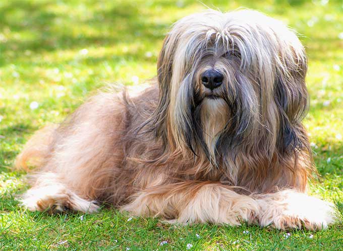 Tibetan Terrier