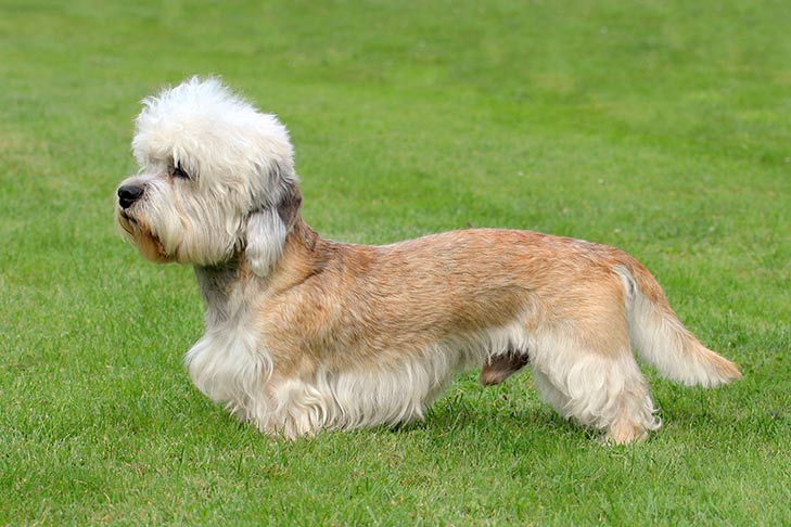 10 Things You Didn’t Know about the Dandie Dinmont Terrier