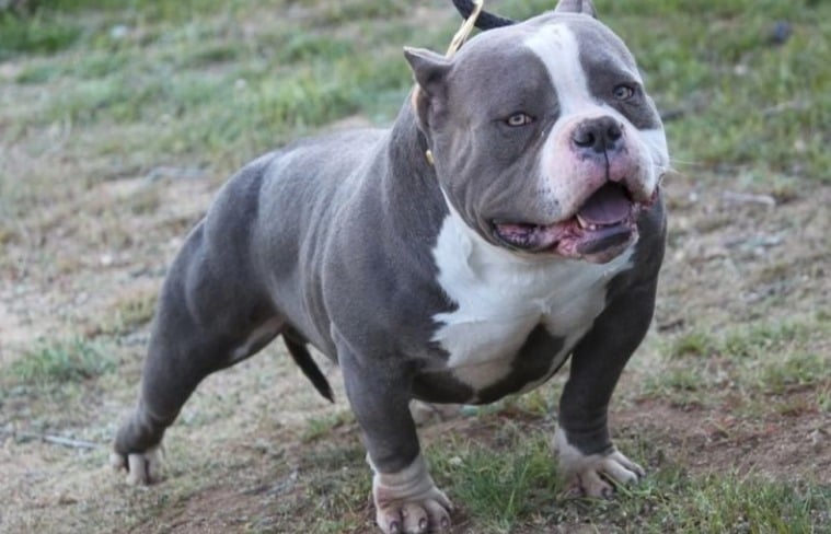 10 Things You Didn’t Know about the Pocket Pit Bull