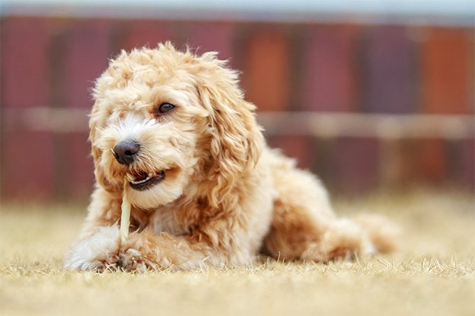 10 Things You Didn’t Know about the Maltese Poodle