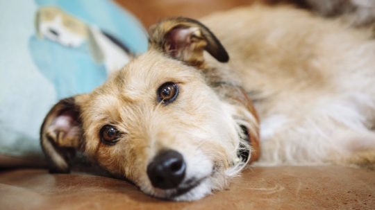 View of Leukemia in Dogs: Causes and Treatments