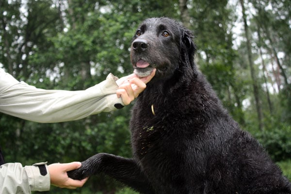 Is Your Dog 10-Years-Old? Here’s What You Need to Know