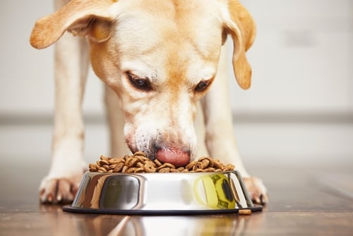 7 Healthiest Dog Food Options For First-Time Pet Owners