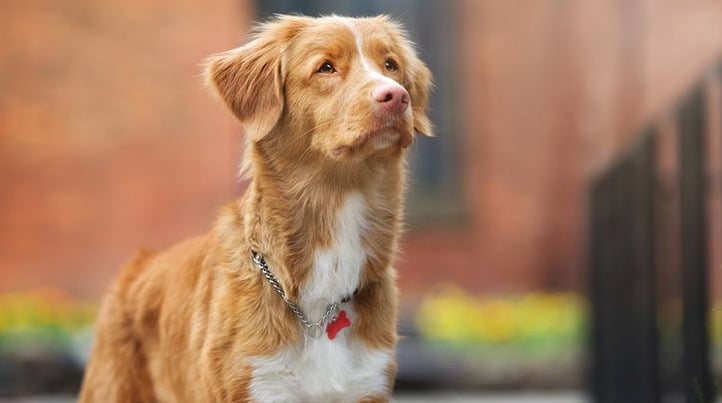 What Do You Do If Your Dog is Pooping Blood?