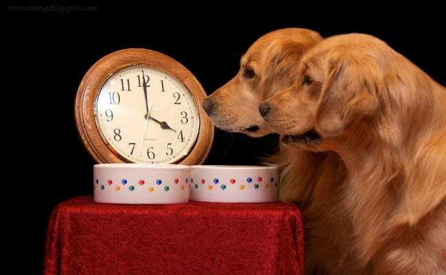 Does Your Dog Have a Concept of Time?