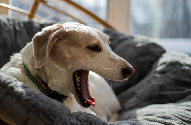 Does Your Dog Cough After Drinking Water? Here’s What it Means