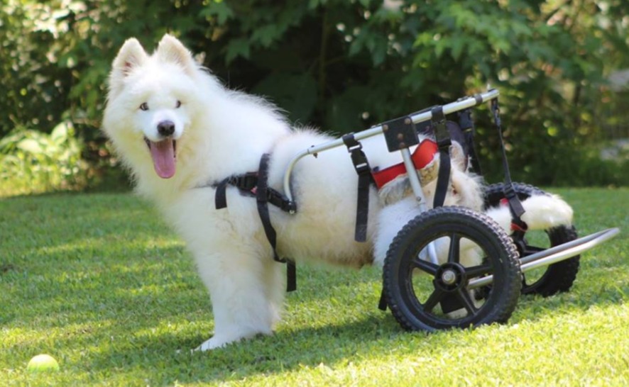 Pets With Disabilities Gives Voice to Millions of Dogs