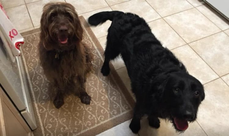 Dallas Dogs