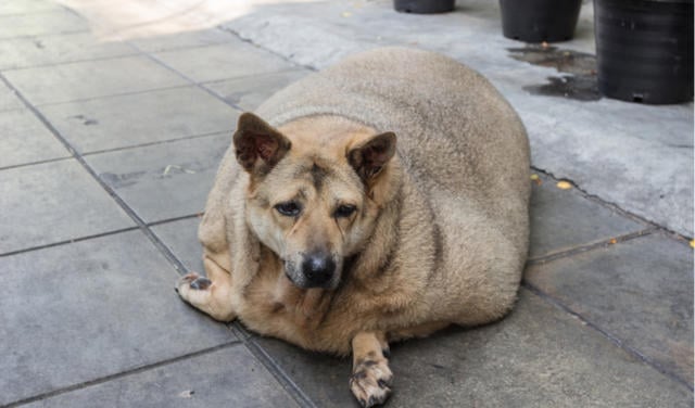 Pet Obesity is Still a Huge Issue We Need to Tackle