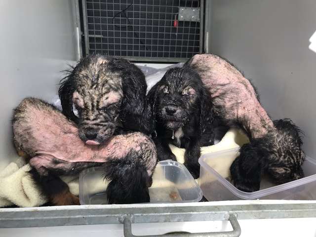 “Stranger Things” Puppies Found in a Bucket Are Safe Now