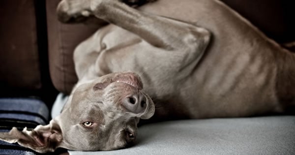 Why Your Dog’s Stomach Might Be Making Noise