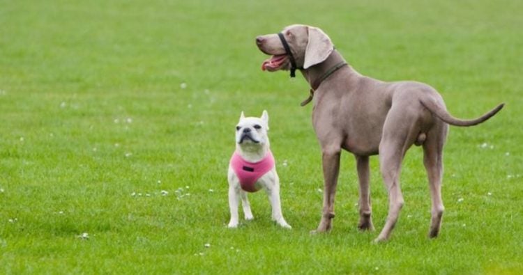 Selective Breeding