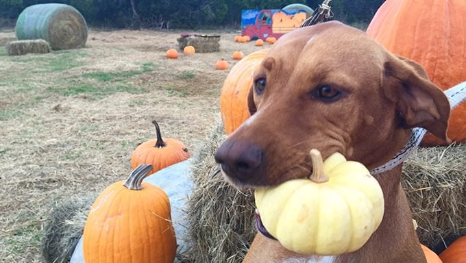 Can Dogs Eat Pumpkins? Here’s Your Answer