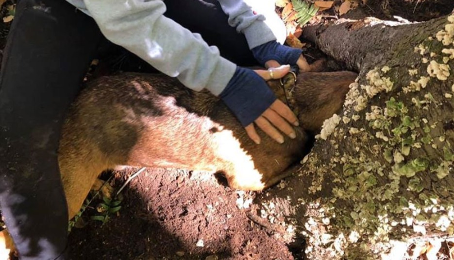 Firefighters Rescue a Dog Who Gets His Head Stuck in a Tree Stump