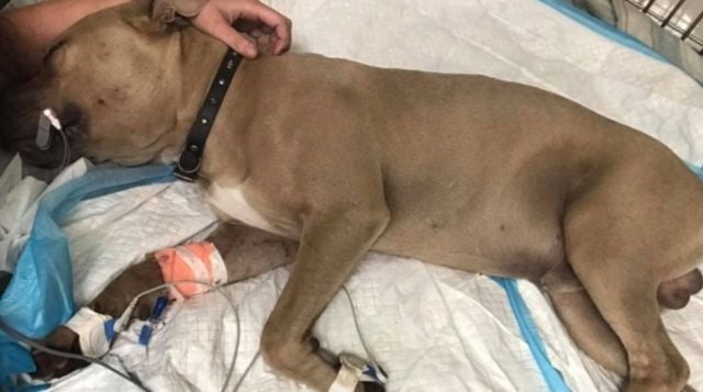 Pit Bull Sacrifices Life Saving Kids From Coral Snake