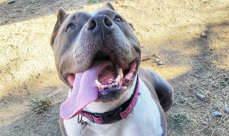 Rescued Pit Bull Can’t Help But to Touch Everyone’s Hearts