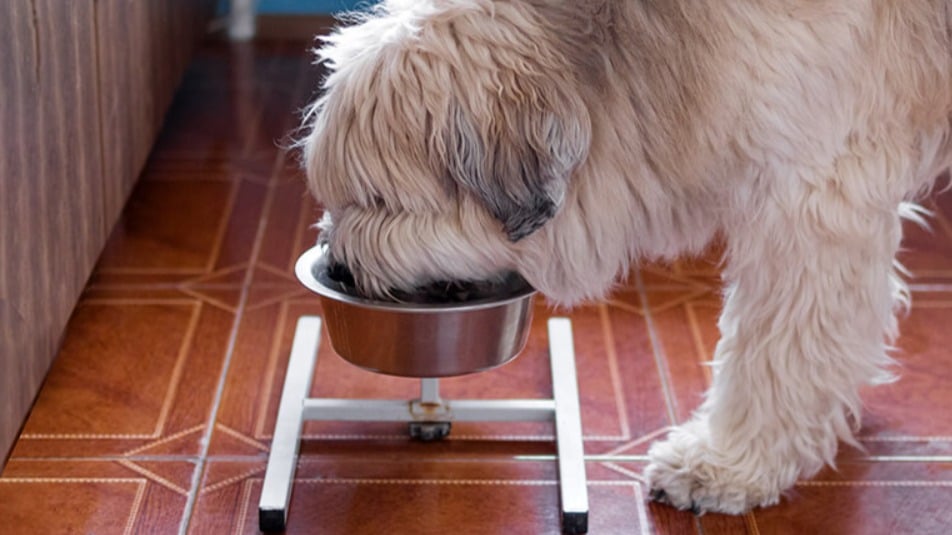 The 10 Best Raw Dog Foods on the Market