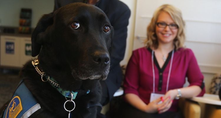 New Bill Could Bring Comfort Dogs Into Courthouses