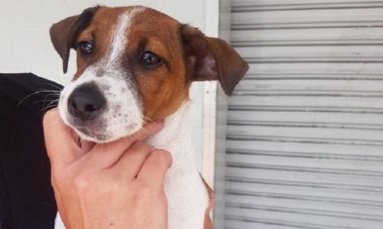 Police Break Window To Save Puppy From Hot Car