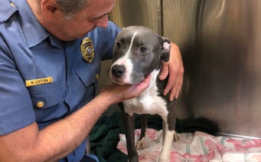Protect Your Pet Understanding The Ohio Dog Virus Outbreak - p1xp7ay