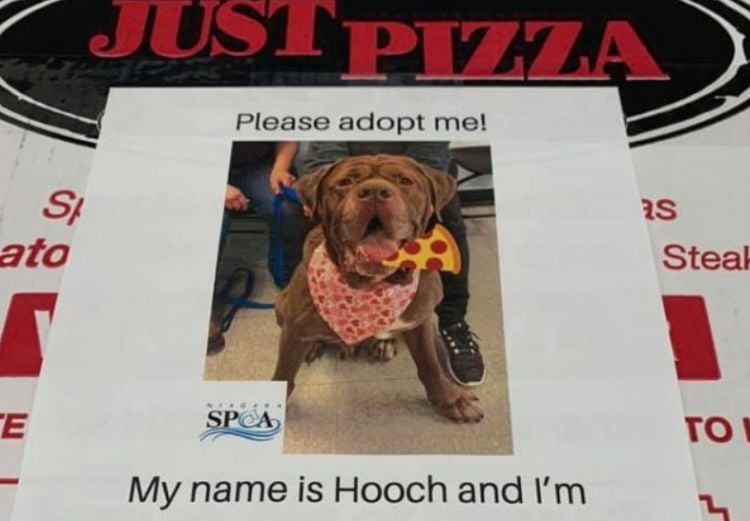 Adoptable Dogs Get Featured on Pizza Boxes