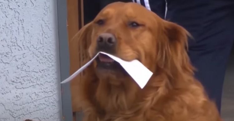 Dog Delivers Groceries to Neighbor With Health Problems