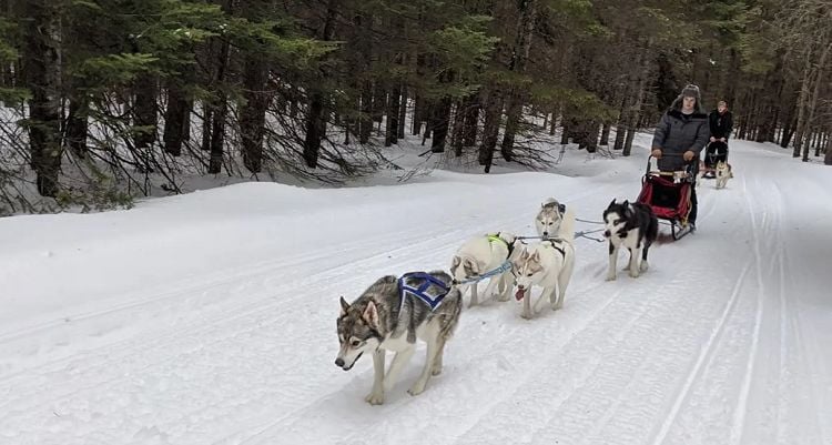 Girl Using her Sled Dogs to Deliver Groceries in Maine