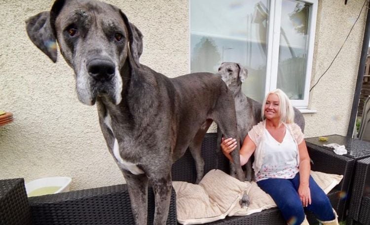 The World’s Tallest Dog is Now the Oldest