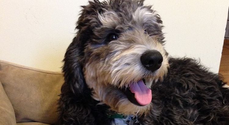 20 Things You Didn’t Know About the Bernedoodle