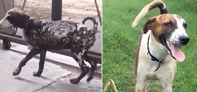 Dog Found Covered in Tar, Stuck to Pavement Makes Amazing Transformation