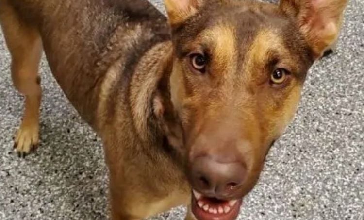 Dog is Left Abandoned Tied to Tree with Note about The Pandemic