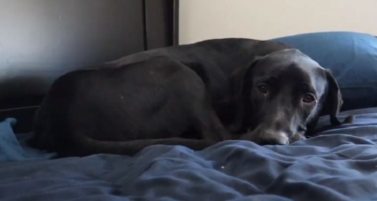 20 Things You Didn’t Know About The Labradane