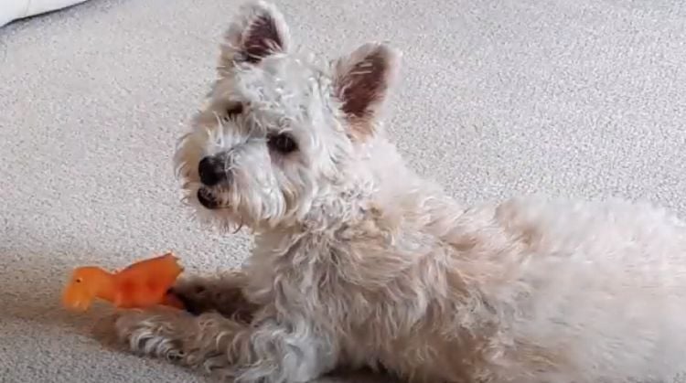 20 Things You Didn’t Know About The Westiepoo