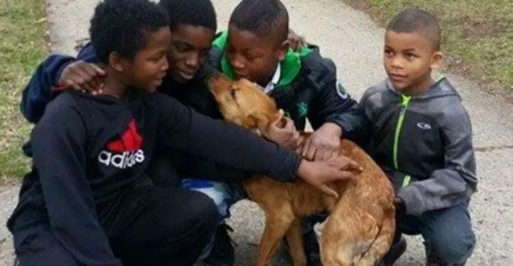 Heroic Boys Save Abandoned and Starving Dog Tied up with Bungee Cords