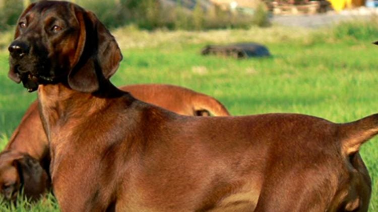 20 Things You Didn’t Know about The Bavarian Mountain Hound